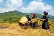 Hỗ trợ sử dụng lao động là người dân tộc thiểu số